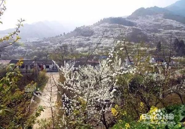 盛花期来了!成都周边6处赏花秘境