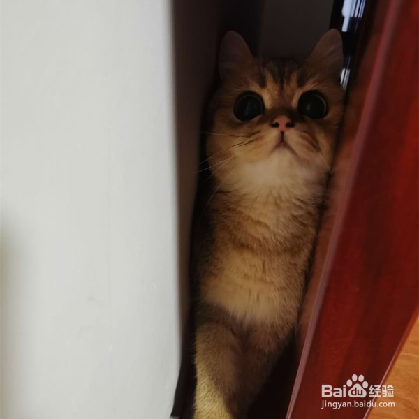 猫吐毛球怎么办