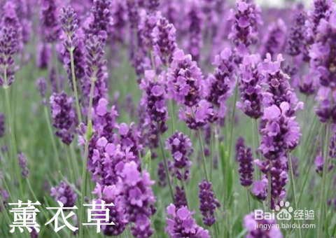 现在起,改善失眠用精油