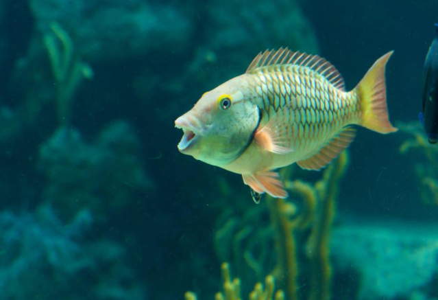 描写鱼在水中嬉戏的句子