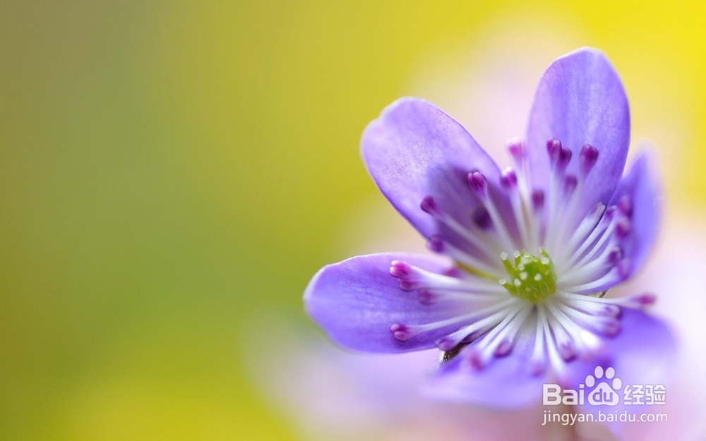 怎么去除青春痘印