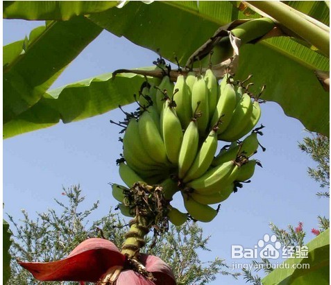 突发性耳鸣怎么根治？