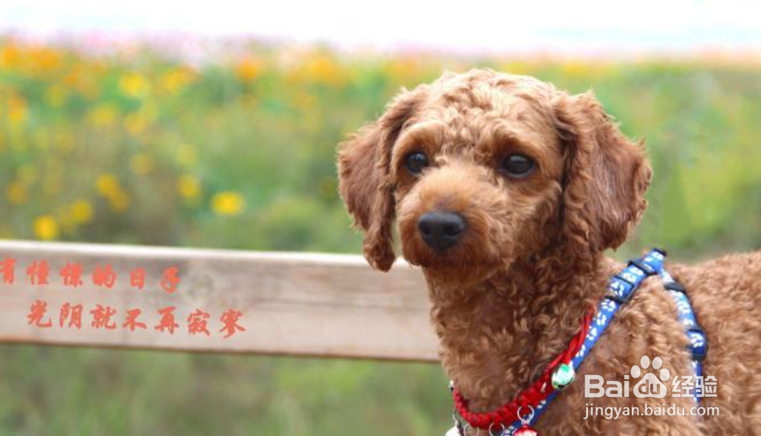 狗狗宁愿憋着也不在家里尿怎么办