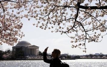 华盛顿樱花节出行贴士