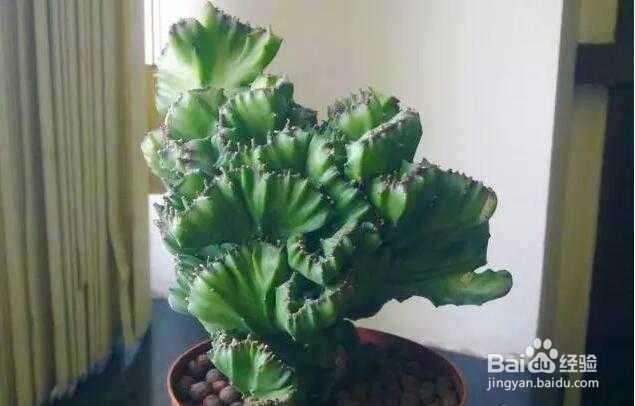 麒麟掌黄叶子怎么办