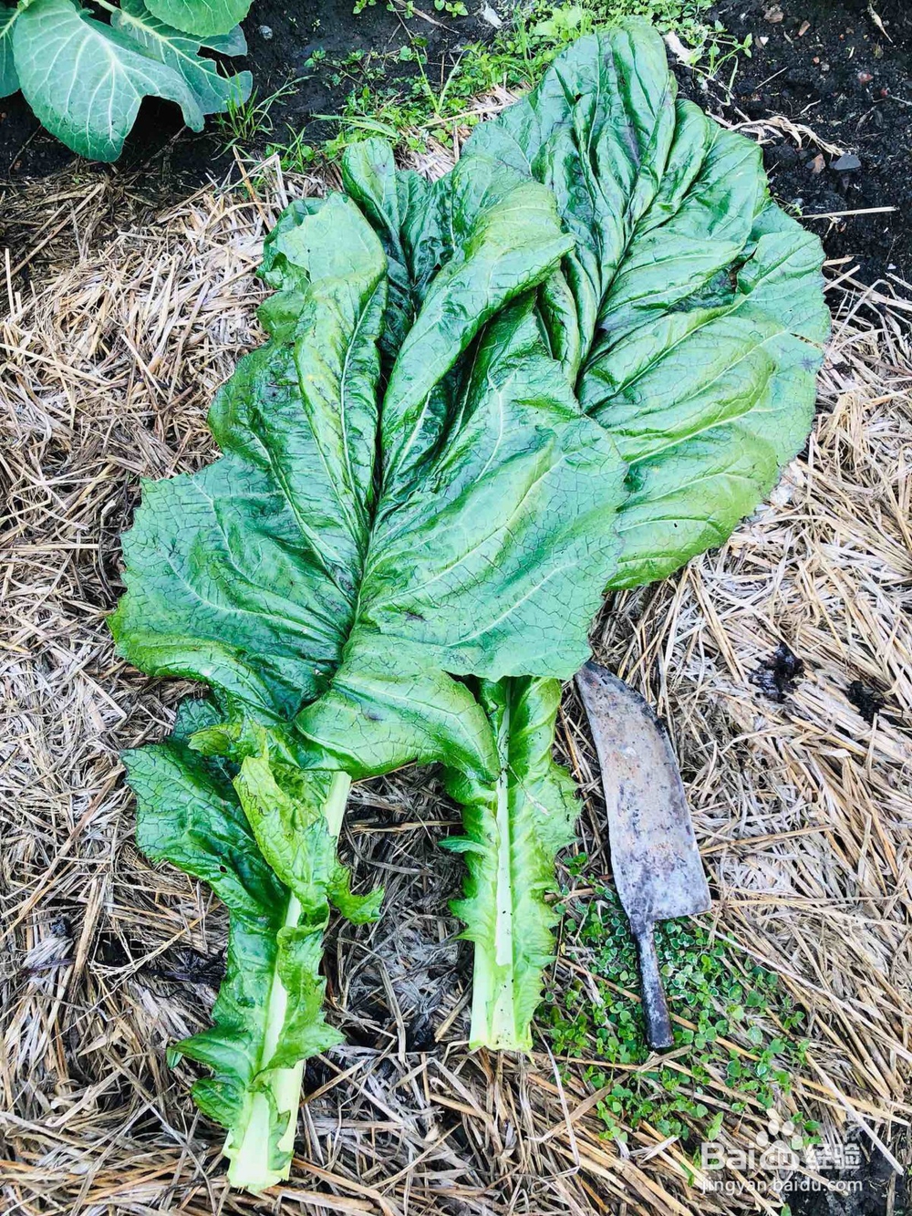 如何做出时令美食:乡食野味之春笋五花烩芥菜!