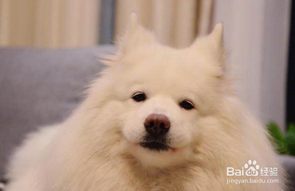萨摩耶犬智商怎么样