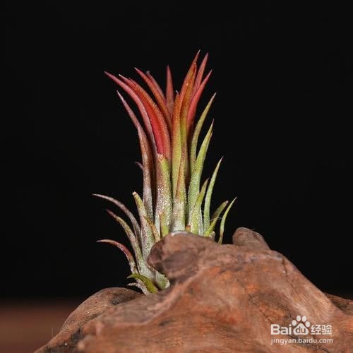 一养就容易上瘾的绿植,养护简单卫生