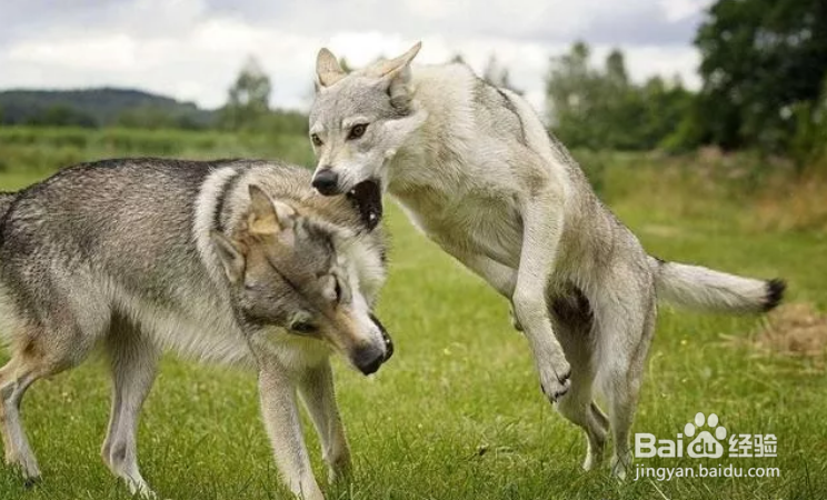 近几年最烧钱狗狗排名