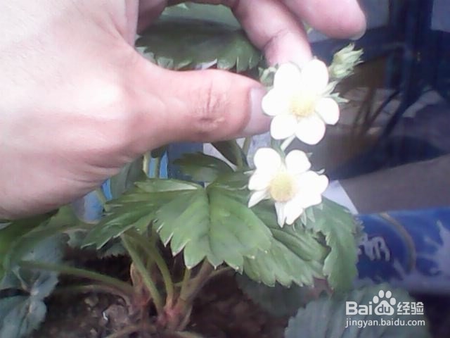 在花盆里种草莓的具体方法,分冬季和夏季两种.