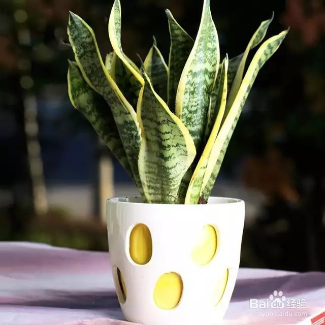 将这3种植物在卧室，让你一觉睡到大天亮！