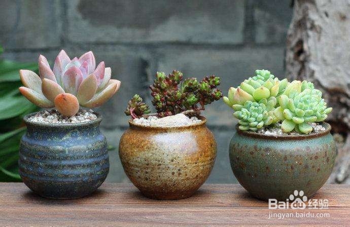 多肉要怎么养才比较不容易死？