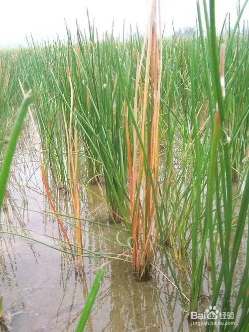 马蹄病虫害图片及防治方法