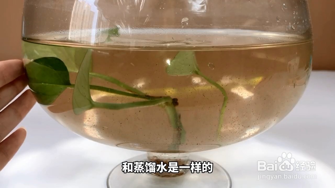 空调水不要浪费，还能用来养鱼