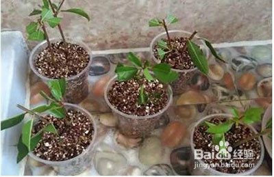 桂花树插枝能活吗?应该怎么插?