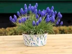 葡萄风信子怎么养护