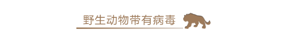 保护野生动物的微信公众号图文应该怎样排版?