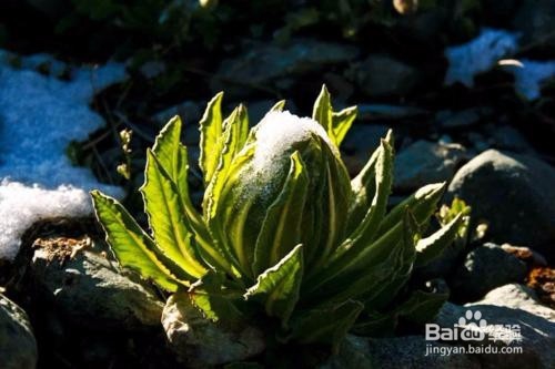 雪莲花的作用有哪些