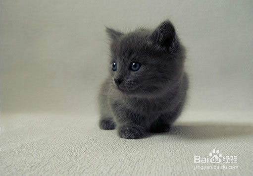 如何让猫猫变滴更听话