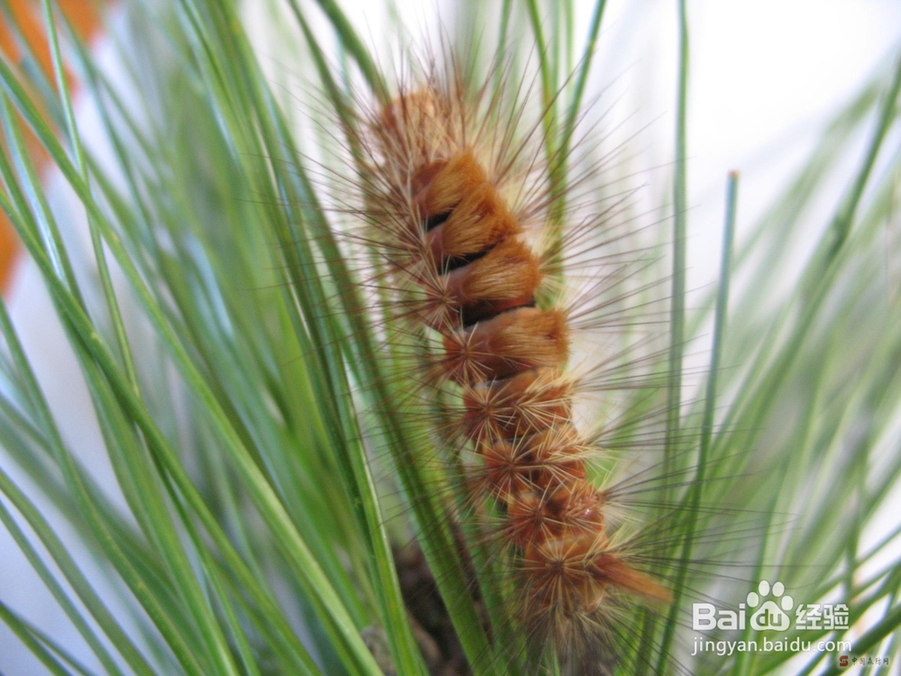 森林有害生物林间调查方法