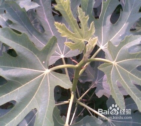 分享三个治疗白驳风的偏方