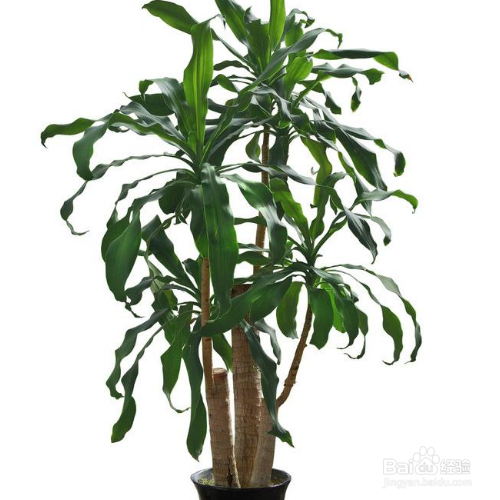 巴西木木桩发霉