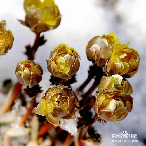 冰凌花是怎么产生的 百度经验 冰凌花是怎么产生的 百度经验