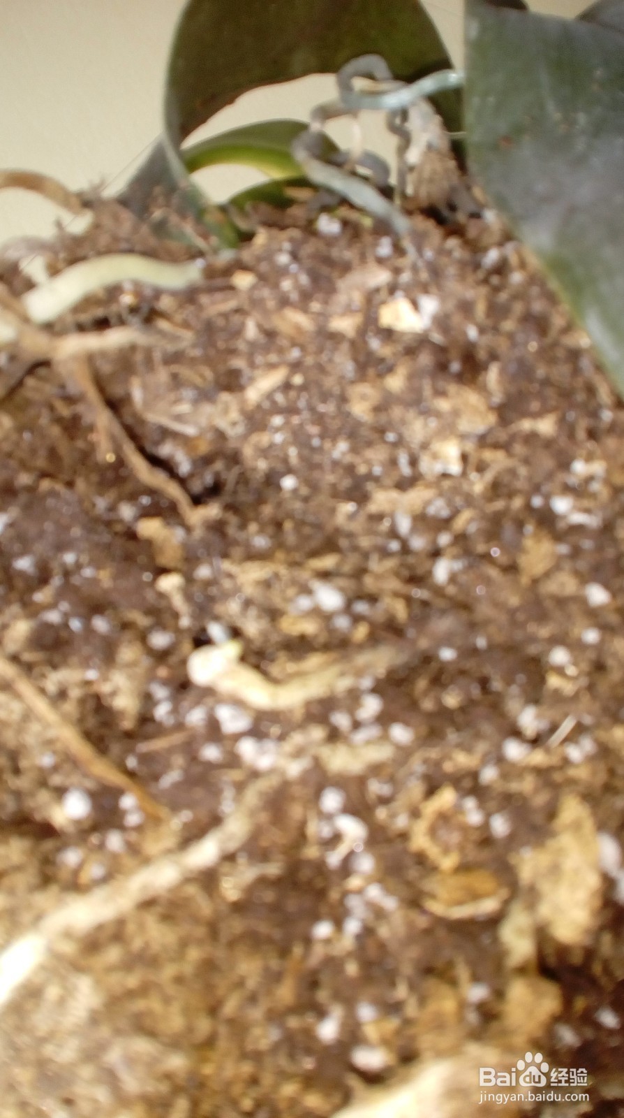 蝴蝶兰兰花系列换土技巧