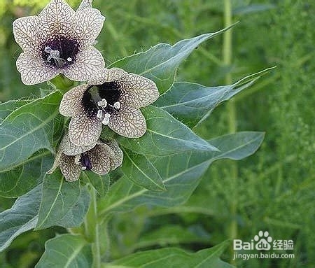 不能放于室内的植物有哪些?