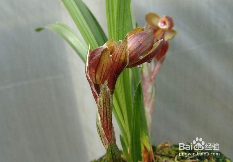 红花荷的养殖方法和注意事项