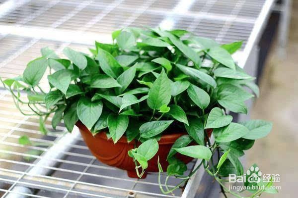 绿萝怎么养才能养的枝繁叶茂?