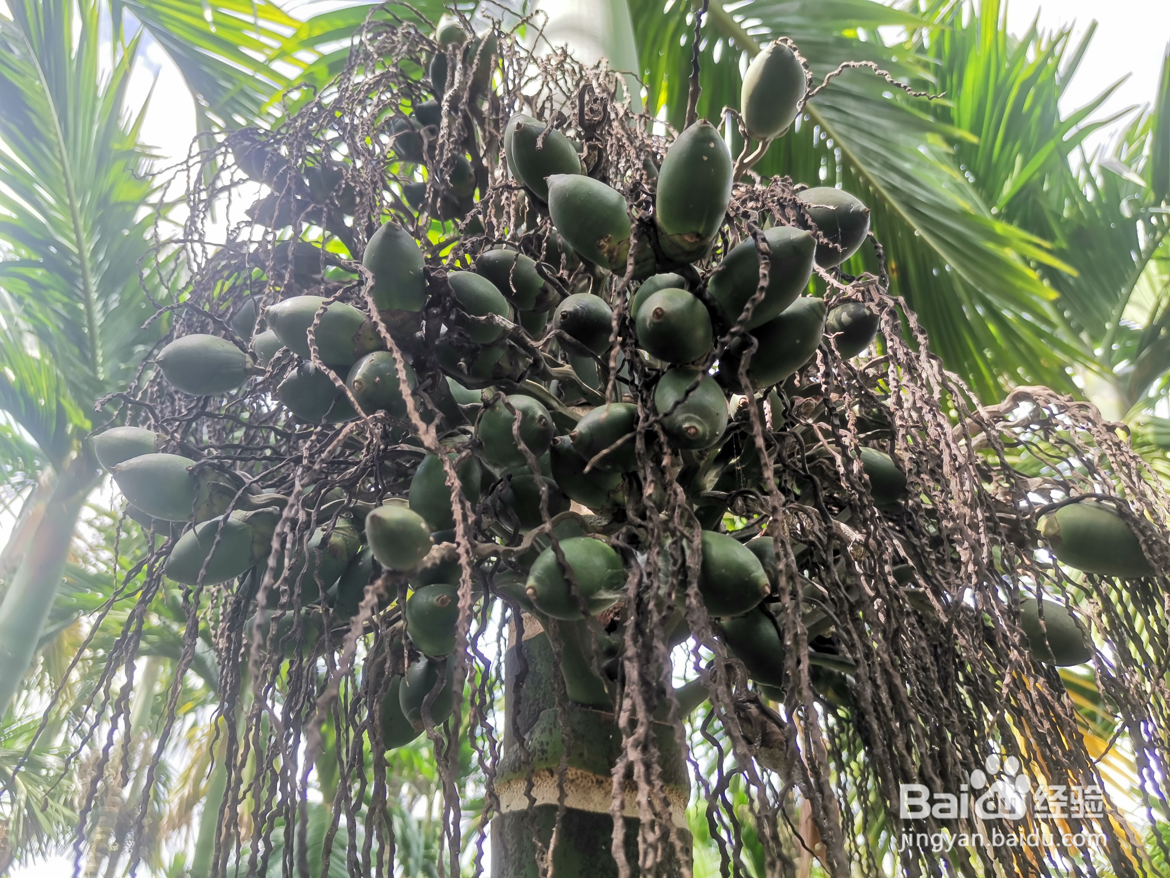 认识早秋果，就知道如何挑选高品质的槟榔原果