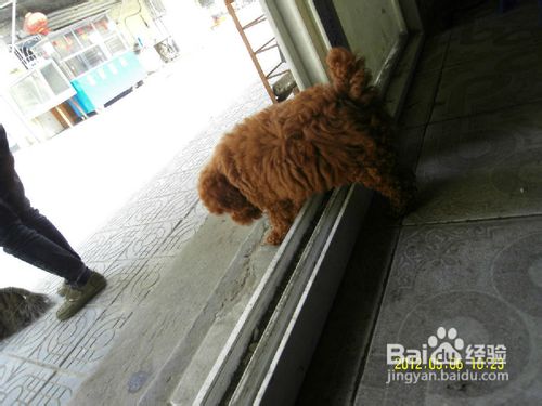 泰迪犬的喂养小疑问的解决