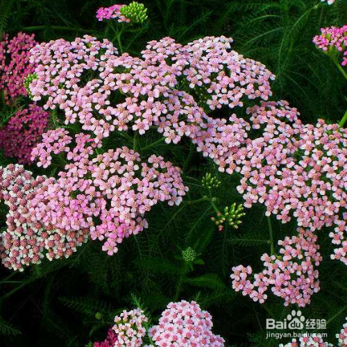 西洋蓍草的培育方法和注意事项