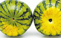 夏季巧选有籽和无籽西瓜的方法