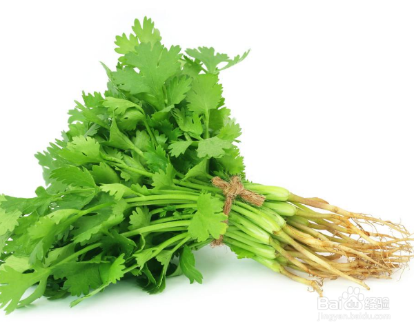 香菜怎么种植