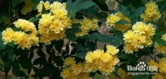 1种花太好养，扔土里就能活，比桂花还香！