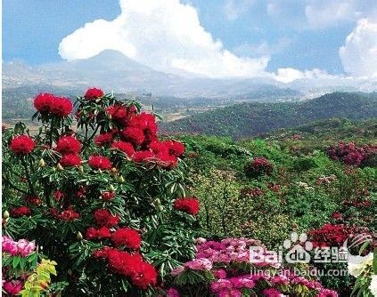 国内杜鹃花观赏地推荐