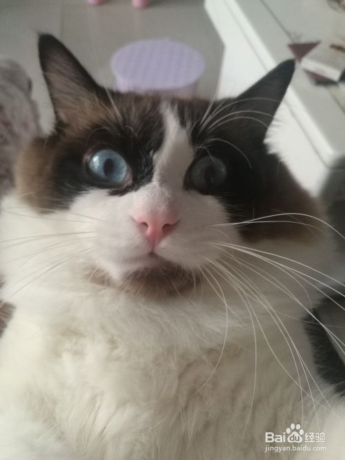 布偶猫日常饲养小心得 日常维护篇 百度经验 布偶猫日常饲养小心得 日常维护篇 百度经验