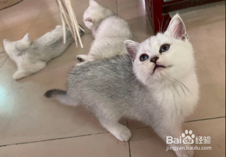 英短银渐层适合吃什么猫粮好