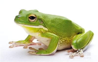 酷毙了！世界上第一只荧光青蛙，你这么厉害你爸爸知道吗？