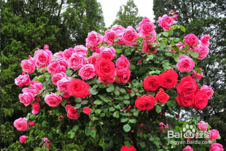 蓝妖：不可错过的经典灌木月季品种介绍