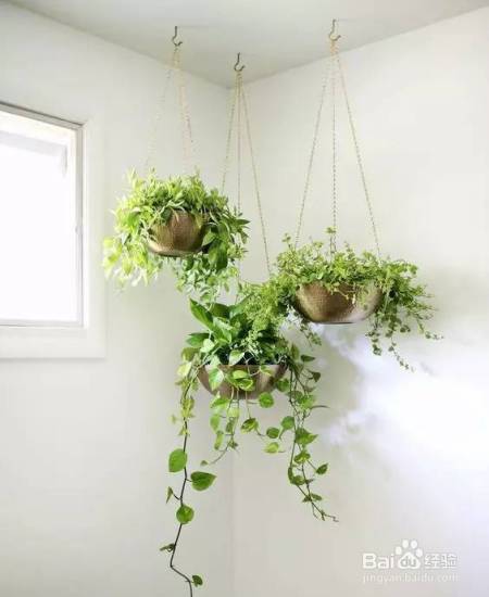 她把这个丢进花盆,植物不发黄不干枯多养好几年