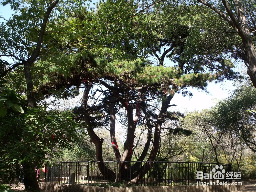 如何探寻沈阳北陵公园的古松群（神树）