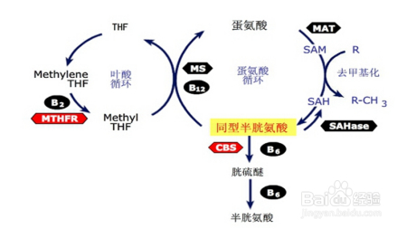 衡量人体健康的重要指标，你知道吗