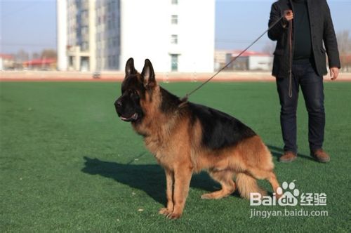 德国牧羊犬不可以吃哪几种蔬菜