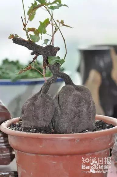 我们养的这些花农村到处都是