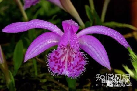 100种兰花品种图鉴，花开瞬间，艳冠群芳！