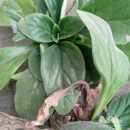 岩白菜的培育方法和注意事项