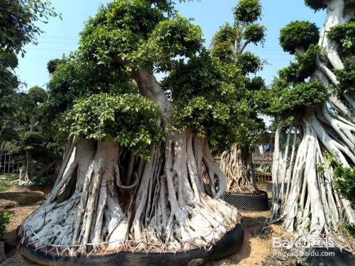 榕树的养殖方法和注意事项